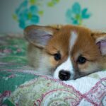 Reddybook Review: How This Digital Platform Is Transforming Content Management and Integration