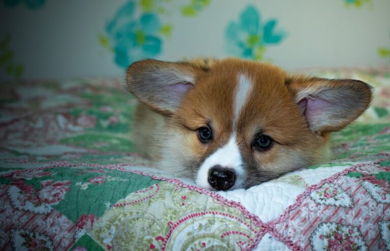 Reddybook Review: How This Digital Platform Is Transforming Content Management and Integration